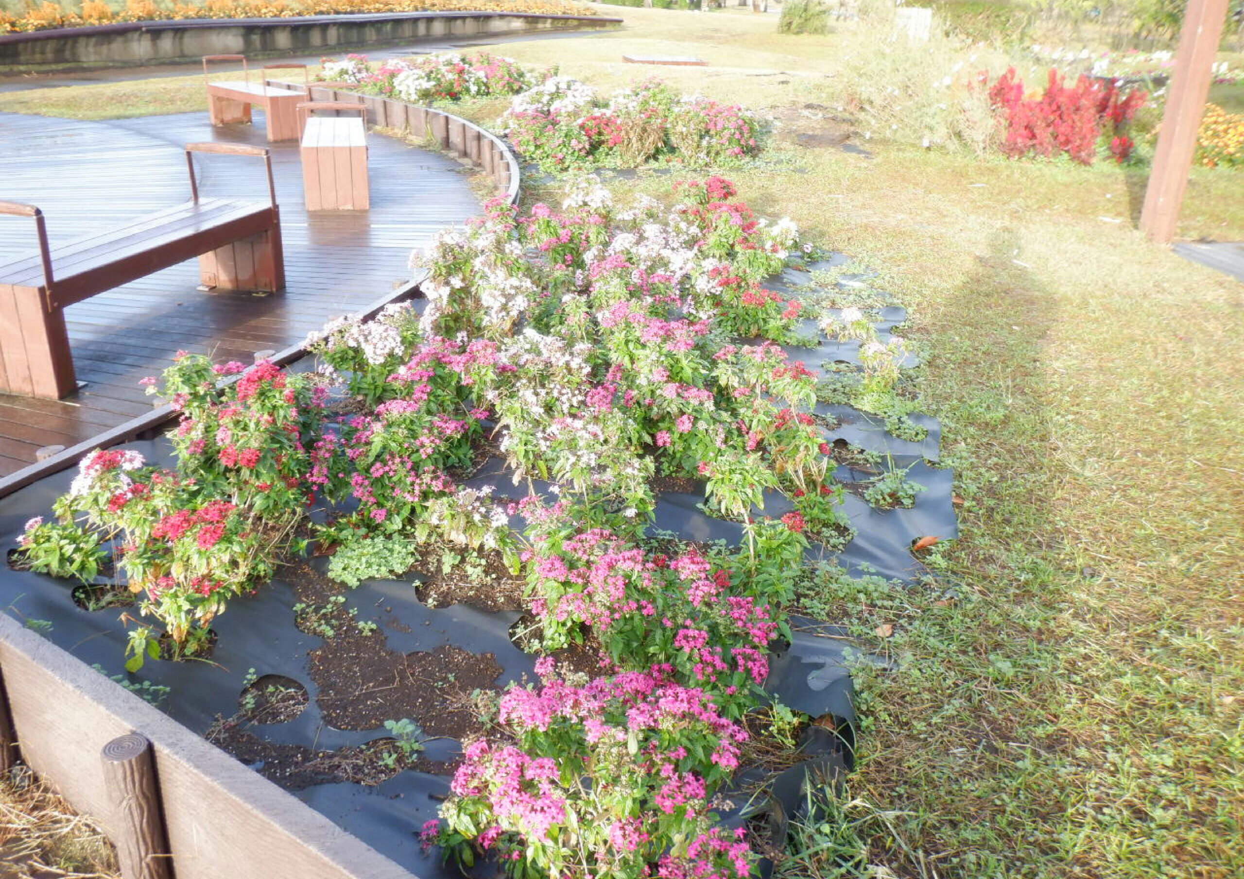 花苗の植え替え作業をしました